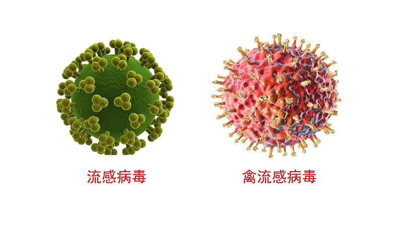 人教版八年级生物上册5.5《病毒》课件02