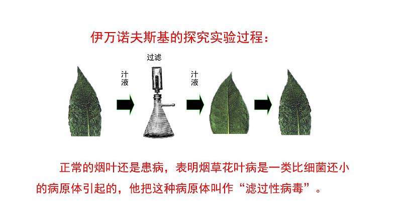 人教版八年级生物上册5.5《病毒》课件06