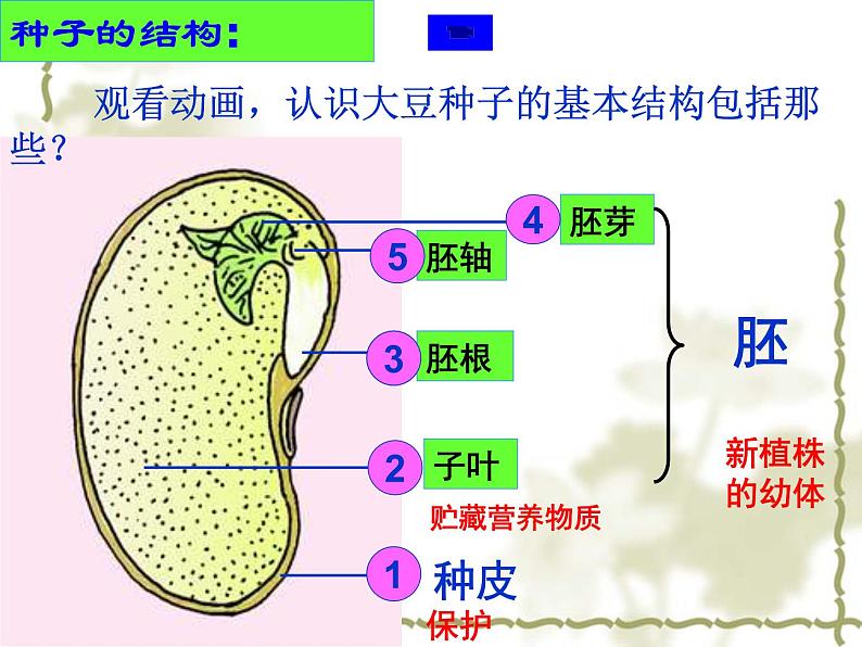 5.1植物种子的萌发 课件（33）苏教版七年级生物上册第4页