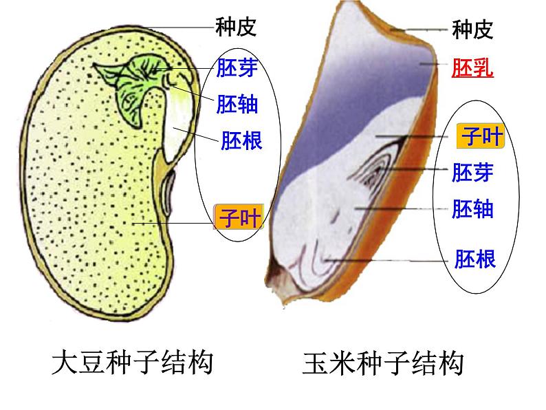 5.1植物种子的萌发 课件（33）苏教版七年级生物上册第6页