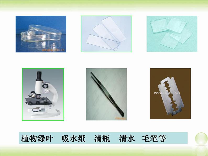 植物光合作用的场所PPT课件免费下载03