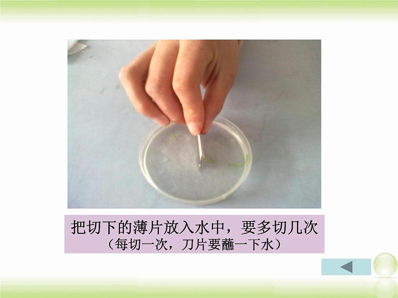 植物光合作用的场所PPT课件免费下载06