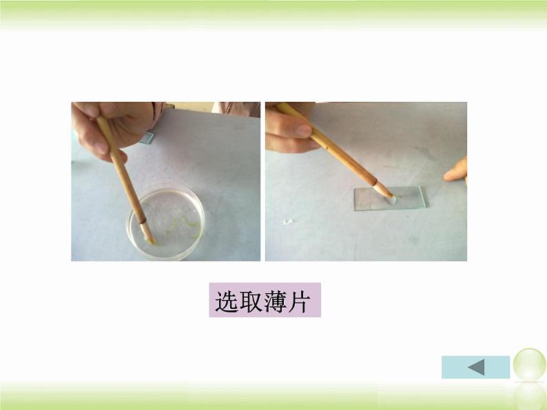 植物光合作用的场所PPT课件免费下载07