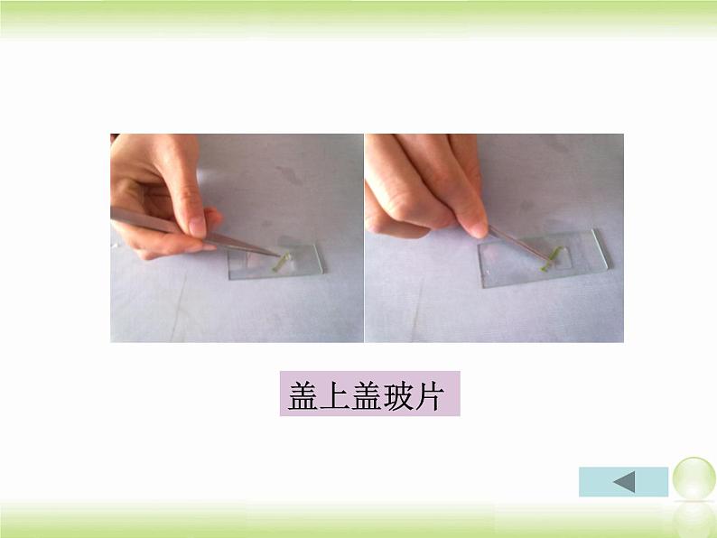 植物光合作用的场所PPT课件免费下载08