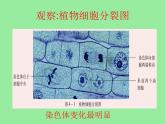 3.3细胞分裂与分化 课件（23）苏教版七年级生物上册