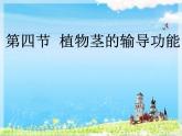 植物莖的輸導(dǎo)功能PPT課件免費(fèi)下載