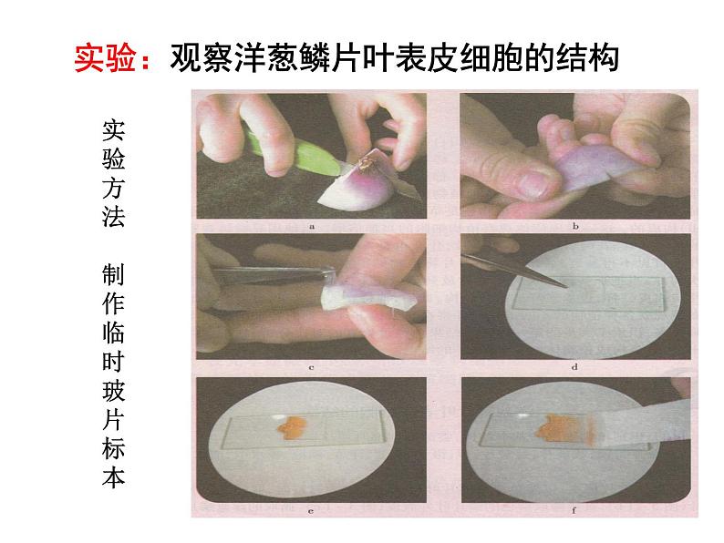 3.1植物细胞的结构和功能 课件（31）苏教版七年级生物上册第8页