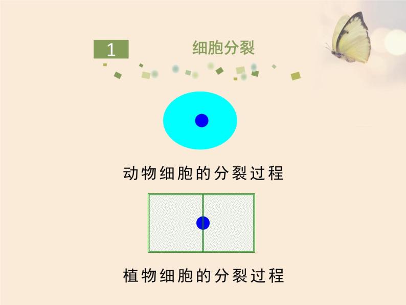 细胞的分裂与分化PPT课件免费下载05