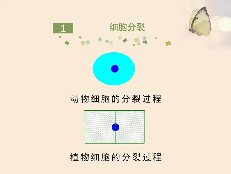 3.3细胞分裂与分化 课件（21）苏教版七年级生物上册第5页