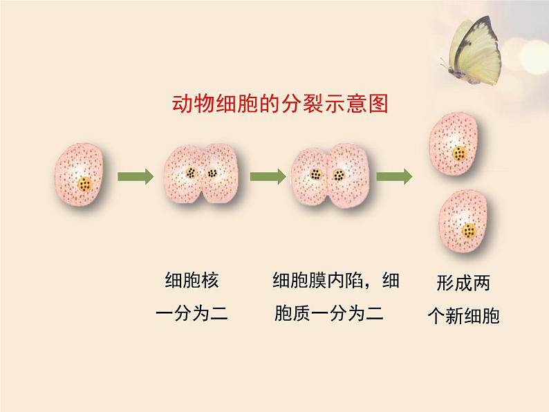 3.3细胞分裂与分化 课件（21）苏教版七年级生物上册第6页