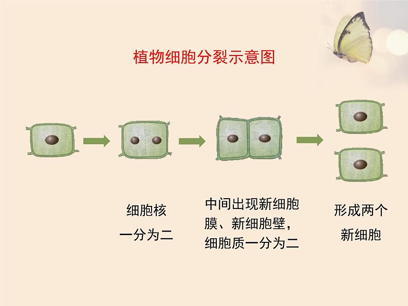 3.3细胞分裂与分化 课件（21）苏教版七年级生物上册第7页