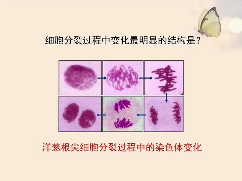 3.3细胞分裂与分化 课件（21）苏教版七年级生物上册第8页