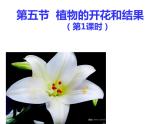 5.5植物的开花和结果 课件（26）苏教版七年级生物上册
