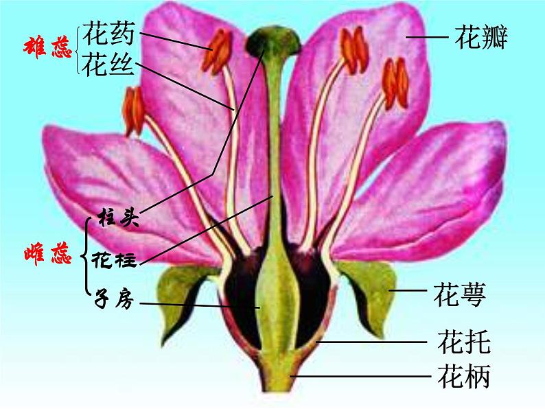 5.5植物的开花和结果 课件（26）苏教版七年级生物上册第5页