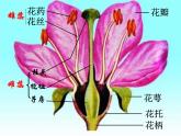 5.5植物的开花和结果 课件（26）苏教版七年级生物上册