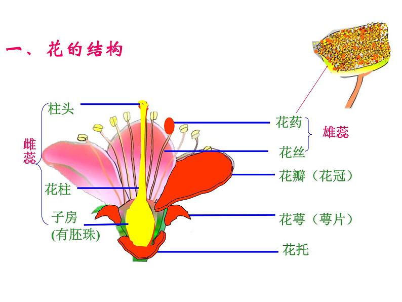 5.5植物的开花和结果 课件（26）苏教版七年级生物上册第7页