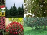 14.1五彩缤纷的植物世界 课件（6）苏教版八年级生物上册