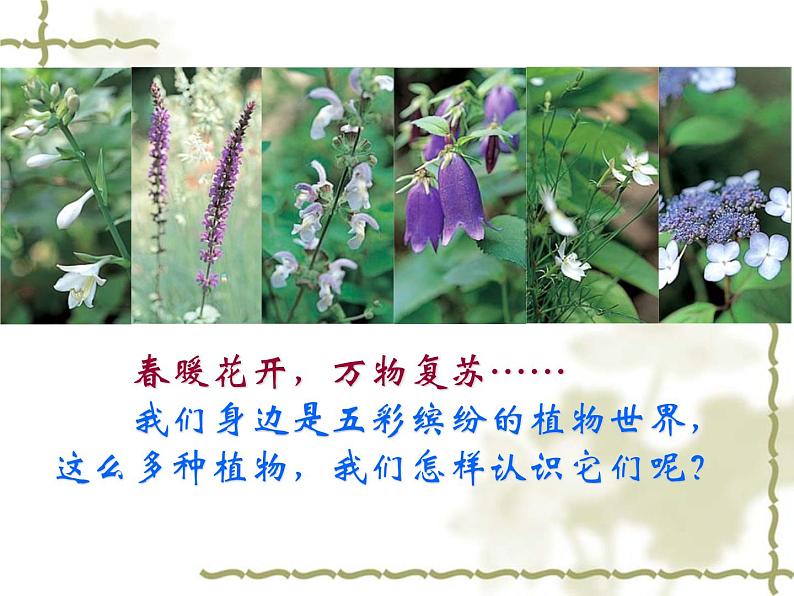 14.1五彩缤纷的植物世界 课件（6）苏教版八年级生物上册06