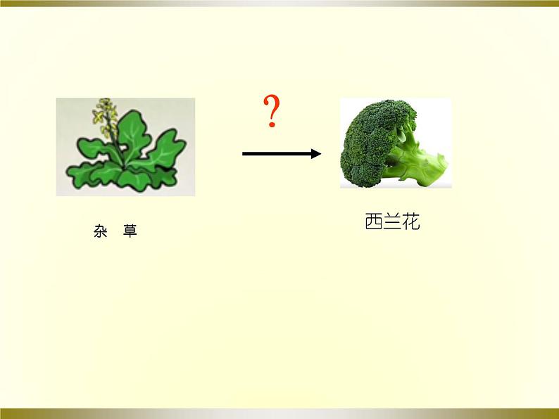 生物进化的学说PPT课件免费下载03