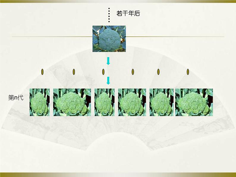 生物进化的学说PPT课件免费下载06