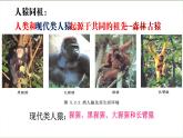 人类的起源和进化PPT课件免费下载