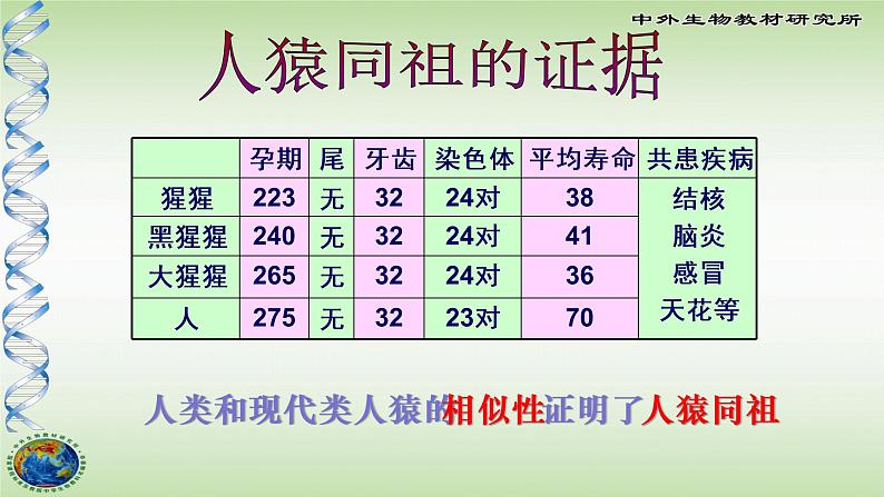 人类的起源和进化PPT课件免费下载07