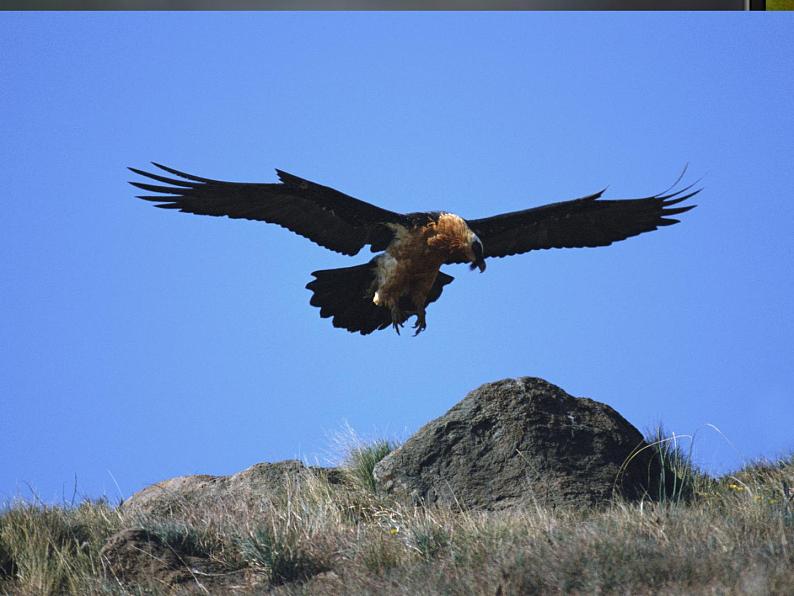 17.1动物运动的形式和能量供应 课件（97）苏教版八年级生物上册第4页