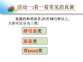 神奇的微生物PPT课件免费下载