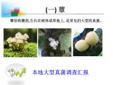 神奇的微生物PPT课件免费下载