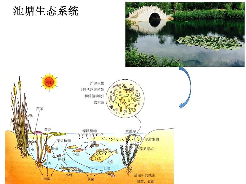 15.1生物多样性 课件（5）苏教版八年级生物上册07