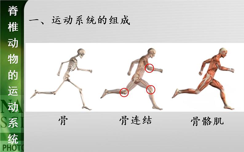 动物的运动依赖于一定的结构PPT课件免费下载04