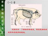 动物的运动依赖于一定的结构PPT课件免费下载