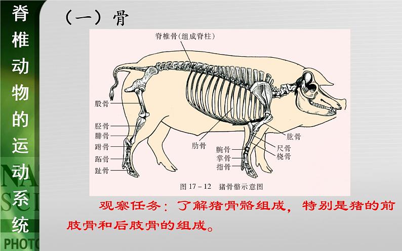 动物的运动依赖于一定的结构PPT课件免费下载05