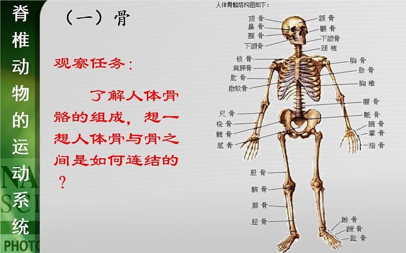 动物的运动依赖于一定的结构PPT课件免费下载06