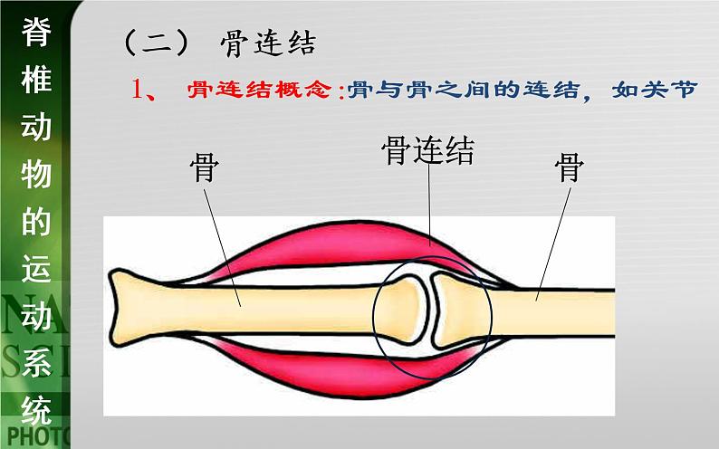 动物的运动依赖于一定的结构PPT课件免费下载07