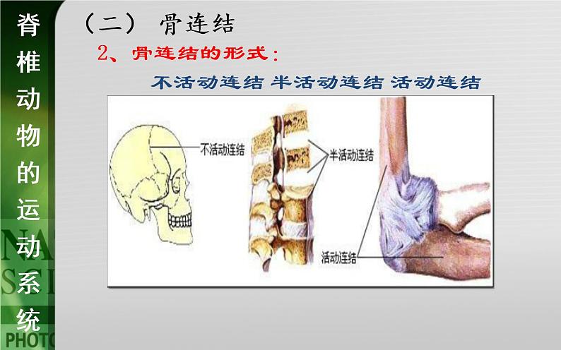 动物的运动依赖于一定的结构PPT课件免费下载08