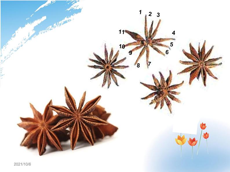 生物的分类PPT课件免费下载03