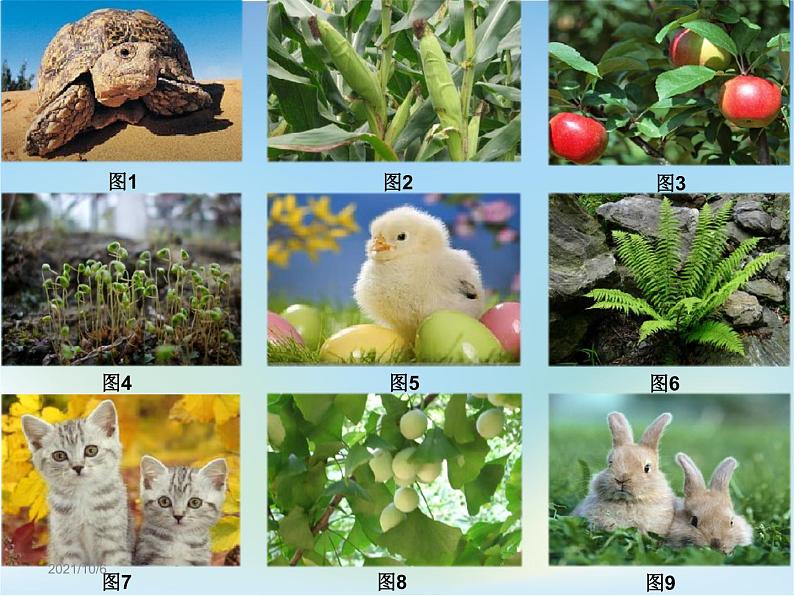 生物的分类PPT课件免费下载08