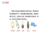 人教版七年级生物上册2.2.4《单细胞生物》同步课件
