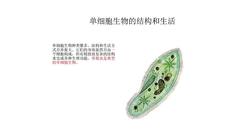 人教版七年级生物上册2.2.4《单细胞生物》同步课件04