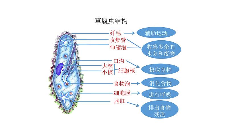 人教版七年级生物上册2.2.4《单细胞生物》同步课件08