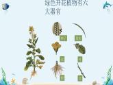 人教版七年级生物上册2.2.3《植物体的结构层次》同步课件