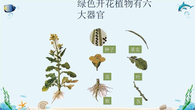 人教版七年级生物上册2.2.3《植物体的结构层次》同步课件05