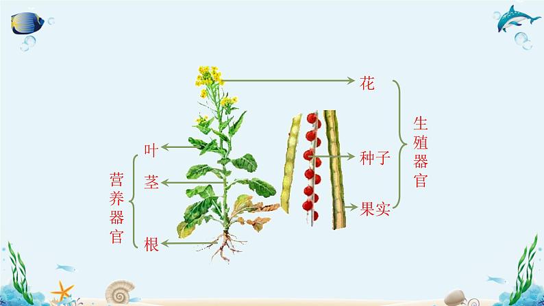 人教版七年级生物上册2.2.3《植物体的结构层次》同步课件06