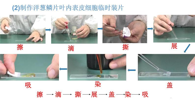 人教版七年级生物上册2.1.3《植物细胞》同步课件第7页