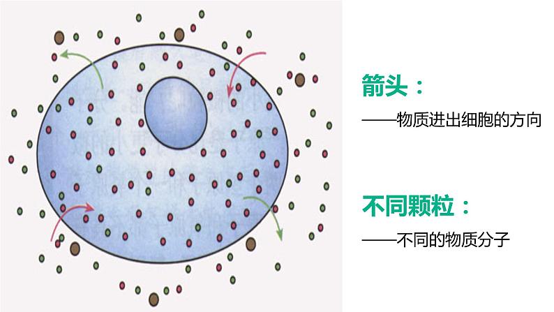 人教版七年级生物上册第四节细胞的生活课件PPT07