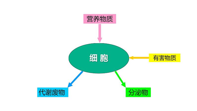 人教版七年级生物上册第四节细胞的生活课件PPT08