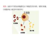 人教版七年级生物上册2.2.2《动物体的结构层次》同步课件