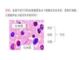 人教版七年级生物上册2.2.2《动物体的结构层次》同步课件