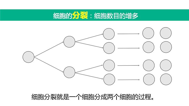 第一节 细胞通过分裂产生新细胞第5页